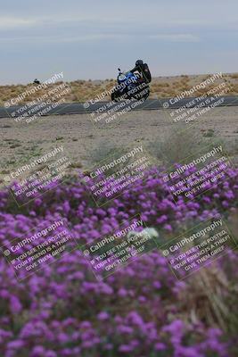 media/Jan-14-2023-SoCal Trackdays (Sat) [[497694156f]]/Turn 14 Exit Bloomig (145pm)/